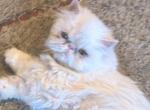 Snowflake female Persian kitten - Persian Cat For Sale - MA&comma; US