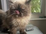 Beautiful Persian kitten female - Persian Cat For Sale - MA&comma; US