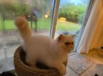 Flame lynx point Himalayan kitten - Himalayan Cat For Sale - Satellite Beach&comma; FL&comma; US