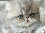 Splash - Persian Kitten For Sale - Pensacola&comma; FL&comma; US