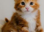 Rusty - Maine Coon Kitten For Sale - Perry&comma; FL&comma; US