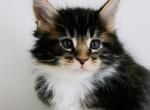 Reign - Maine Coon Kitten For Sale - Perry&comma; FL&comma; US
