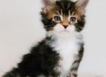 Ryker - Maine Coon Kitten For Sale - Perry&comma; FL&comma; US