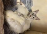 Siamese lynx point and flame point - Siamese Kitten For Sale - Laingsburg&comma; MI&comma; US