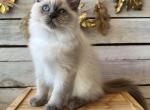Miami - Ragdoll Cat For Sale - FL&comma; US