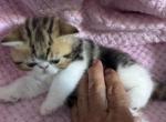 Mercy - Exotic Kitten For Sale - Palm Coast&comma; FL&comma; US