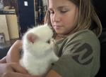 Littleman - Exotic Kitten For Sale - Palm Coast&comma; FL&comma; US