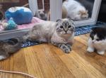 Asher - Scottish Fold Cat For Sale - Sacramento&comma; CA&comma; US