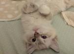 TICA mitted lynx Ragdoll Kitten Male - Ragdoll Cat For Sale - Bryan&comma; TX&comma; US