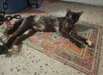 Whynn Raven Robin Phoenix - Domestic Cat For Adoption - Fort Lauderdale&comma; FL&comma; US