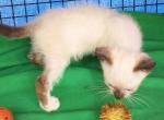 Seal Snowshoe Girl - Snowshoe Kitten For Sale - Walterboro&comma; SC&comma; US