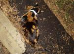 Amber - Domestic Cat For Adoption - Fort Lauderdale&comma; FL&comma; US