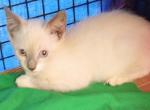 Blue Snowshoe girl - Snowshoe Kitten For Sale - Walterboro&comma; SC&comma; US
