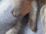 Benjamin - Himalayan Kitten For Sale - Worcester&comma; MA&comma; US