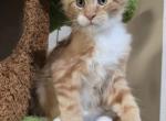 Rubble - Maine Coon Cat For Sale - Elk Grove&comma; CA&comma; US