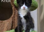Knox - Maine Coon Cat For Sale - Elk Grove&comma; CA&comma; US