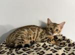 Safari - Bengal Cat For Sale - South Elgin&comma; IL&comma; US
