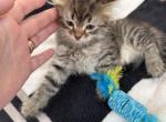 Kitty male 1 extraordinary - Siberian Kitten For Sale - Scranton&comma; PA&comma; US