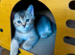 Scottish straight dark golden chinchilla - Scottish Straight Kitten For Sale - Brooklyn&comma; NY&comma; US