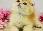 Bruno - Scottish Fold Cat For Sale - Atlanta&comma; GA&comma; US