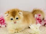 Leo - Scottish Fold Cat For Sale - Atlanta&comma; GA&comma; US