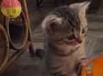 Scottish straight silver tabby cream color - Scottish Straight Kitten For Sale - Brooklyn&comma; NY&comma; US