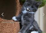Farrah - Maine Coon Cat For Sale - Elk Grove&comma; CA&comma; US