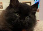 Inigo Montoya from the Princess Bride Litter - Siberian Cat For Sale - Tolland&comma; CT&comma; US
