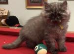Fezzik from the Princess Bride Litter - Siberian Cat For Sale - Tolland&comma; CT&comma; US