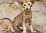 Arya - Oriental Cat For Sale - Mundelein&comma; IL&comma; US