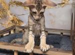 Asha - Oriental Cat For Sale - Mundelein&comma; IL&comma; US
