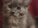 Ginger - Maine Coon Cat For Sale - Trevor&comma; WI&comma; US
