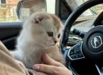 Sima - Scottish Fold Kitten For Sale - Bergenfield&comma; NJ&comma; US