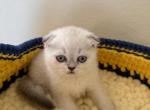 KINKO - Scottish Fold Cat For Sale - Austin&comma; TX&comma; US