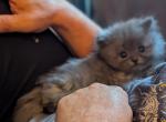 Sweetheart CFA Registered Silver Shaded Persian - Persian Kitten For Sale - Perry&comma; FL&comma; US