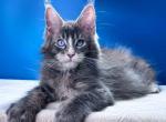 Viking - Maine Coon Kitten For Sale - Hollywood&comma; FL&comma; US