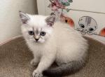 KIMO - Scottish Straight Cat For Sale - Austin&comma; TX&comma; US