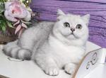 Winter Scottish Fold straight Silver Shaded male - Scottish Fold Cat For Sale - Odessa&comma; FL&comma; US