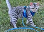 Troy TICA - Bengal Cat For Sale - Stroudsburg&comma; PA&comma; US