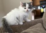 Mostly White Male Persian Ragdoll - Persian Kitten For Sale - McKinney&comma; TX&comma; US