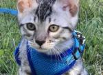 Fray TICA - Bengal Cat For Sale - Stroudsburg&comma; PA&comma; US