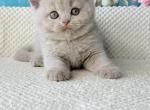 Doll - British Shorthair Kitten For Sale - New York&comma; NY&comma; US