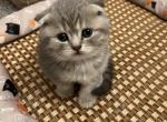 Scottish Fold Tabby Girl Bella For Adoption - Scottish Fold Cat For Sale - Los Angeles&comma; CA&comma; US