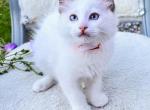 MIlO READY August 19 bicolor seal - Ragdoll Cat For Sale - Mount Joy&comma; PA&comma; US