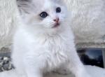 Jazzy Bicolor Seal ready September 8 - Ragdoll Cat For Sale - Mount Joy&comma; PA&comma; US