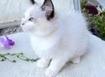Jasper bicolor seal - Ragdoll Cat For Sale - Mount Joy&comma; PA&comma; US