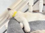 JADE PUREBRED GORGEOUS KITTENS READY NOVEMBER 26 - Ragdoll Cat For Sale - Mount Joy&comma; PA&comma; US