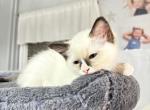 JAMES PUREBRED GORGEOUS KITTENS READY NOVEMBER 26 - Ragdoll Cat For Sale - Mount Joy&comma; PA&comma; US