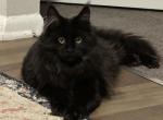 Brownie - Maine Coon Cat For Sale - Feasterville&comma; PA&comma; US