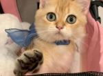 VILLA - British Shorthair Cat For Sale - Irvine&comma; CA&comma; US